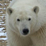 Polar Bear