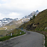 Gavia