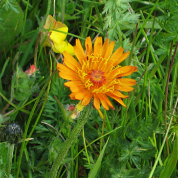 Crepis aurea