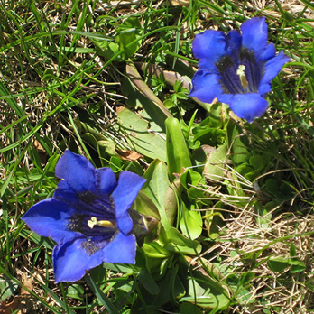 Gentiana clusii