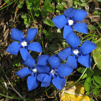Gentiana verna