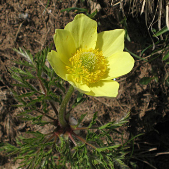 Geum montanum